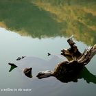 the root of a willow tree under the water