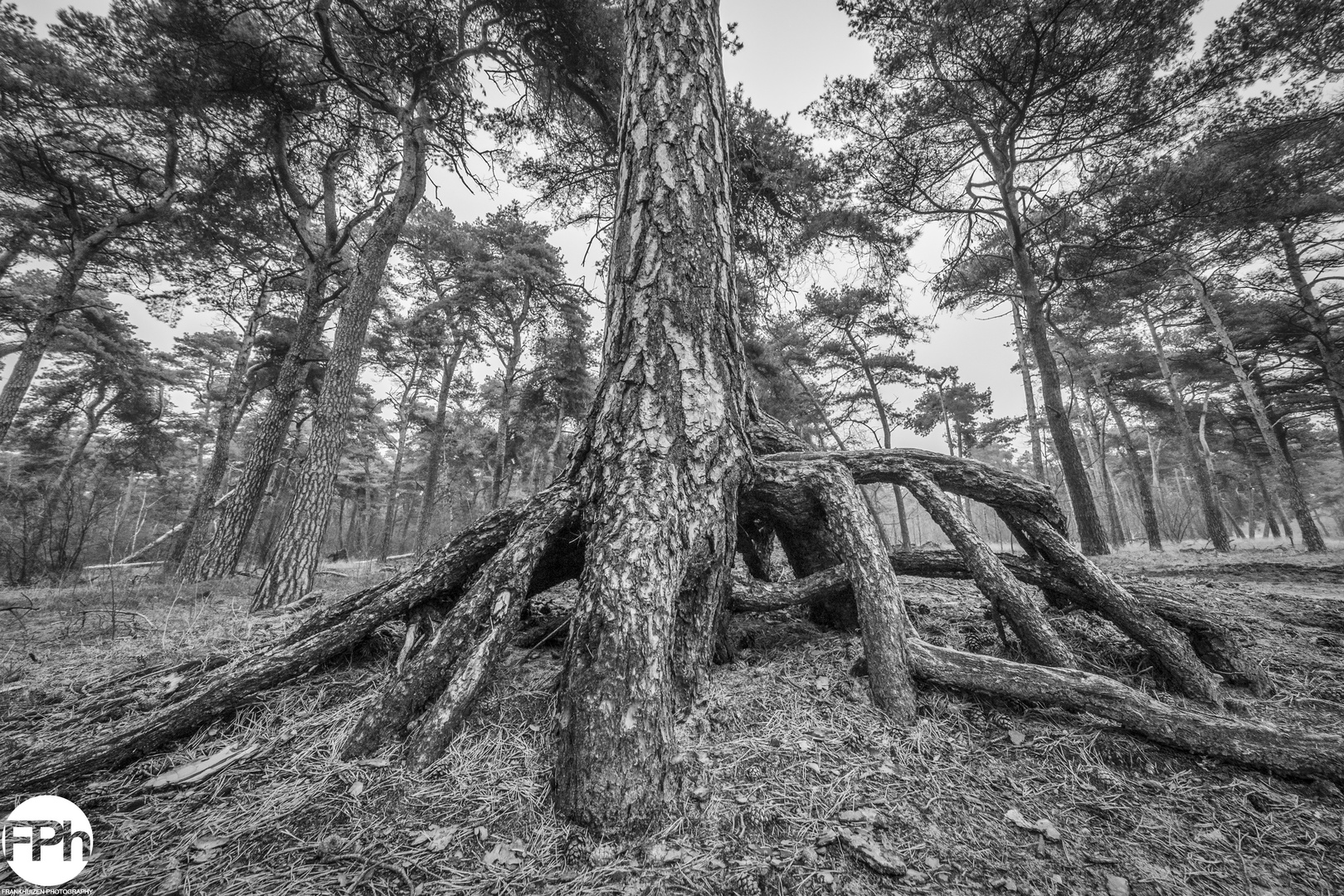 The Roots of a Pine Tree