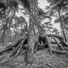 The Roots of a Pine Tree