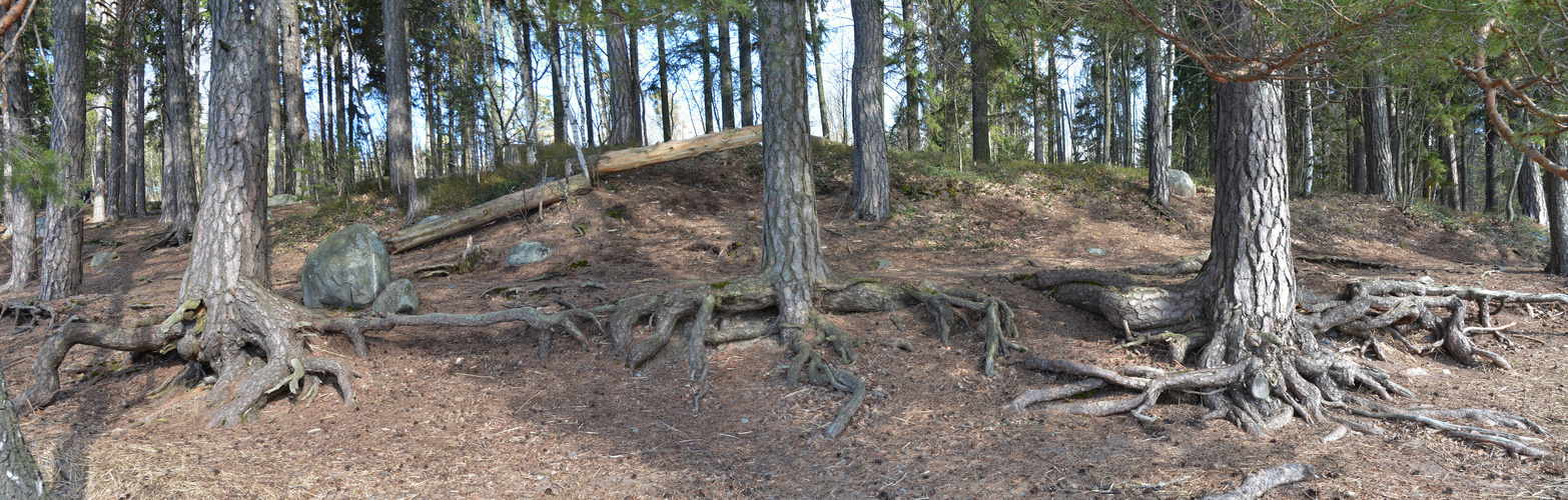 The roots of pine on the coastal area