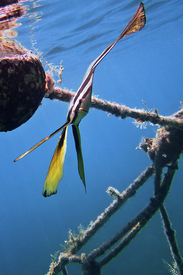 The Rope V - Fledermausfisch zwischen den Seilen