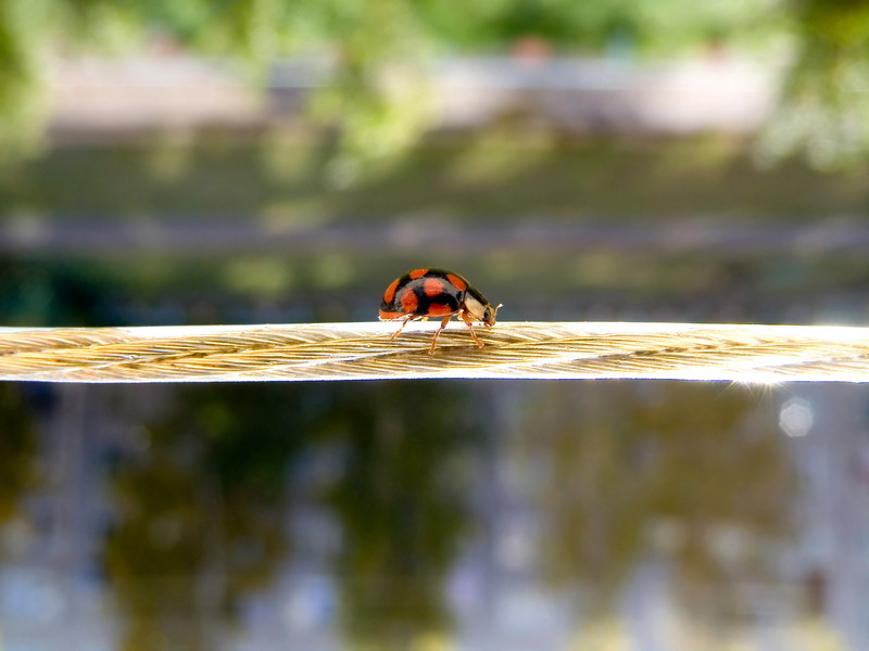 The rope-walker