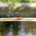 The rope-walker