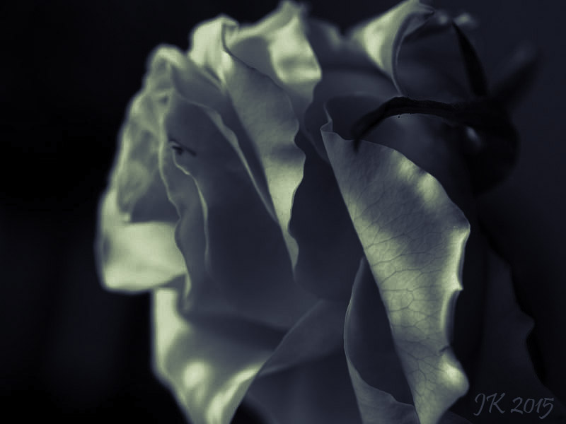 *The Rose*