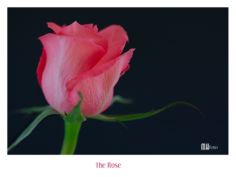 The Rose