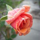 The Rose