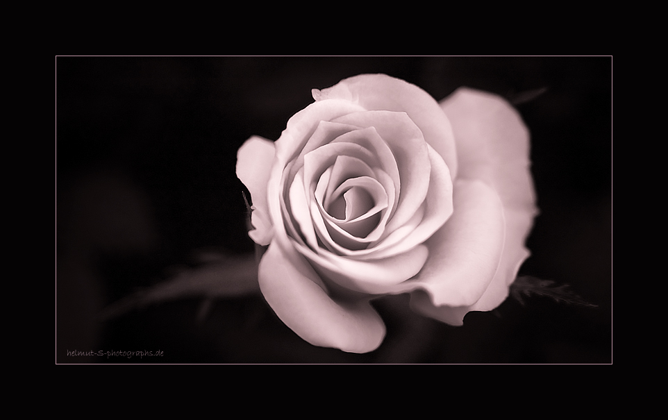 ~ the rose 2 ~