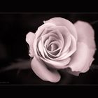 ~ the rose 2 ~