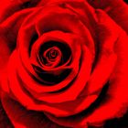 The Rose.....