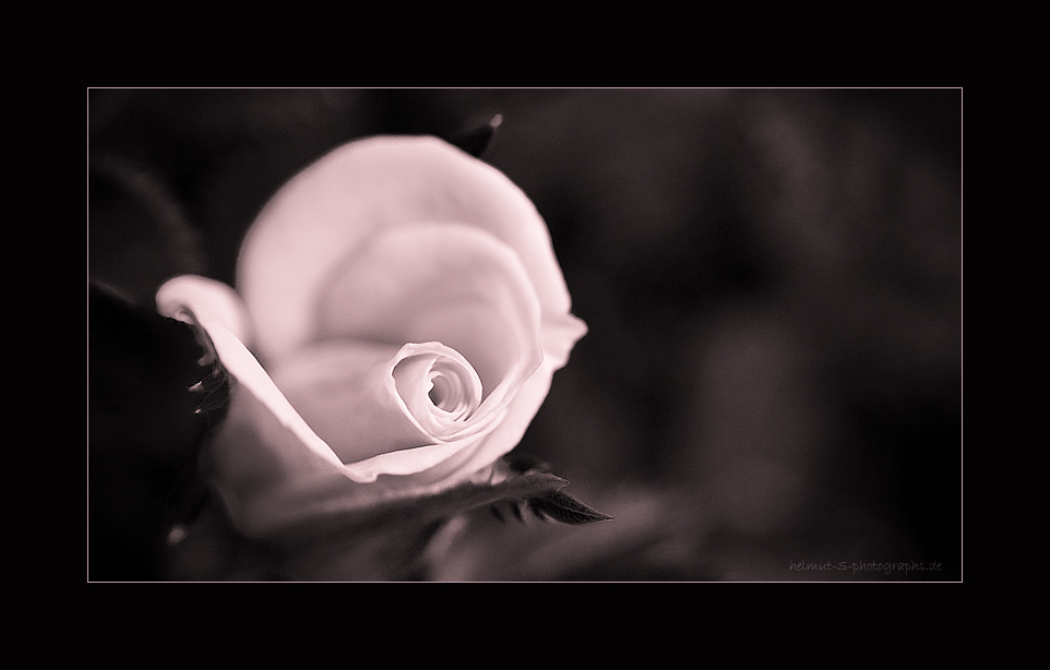 ~ the rose 3 ~