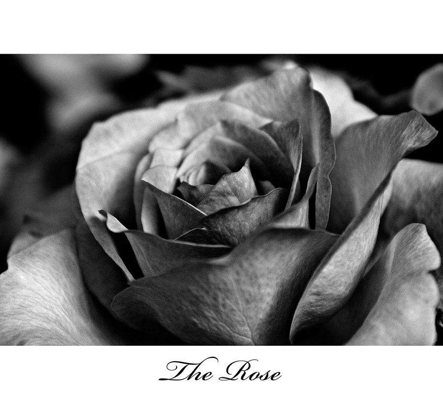 The Rose