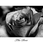 The Rose