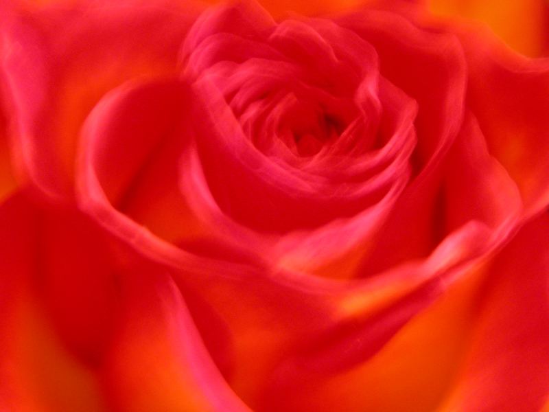 ------- *the rose* --------