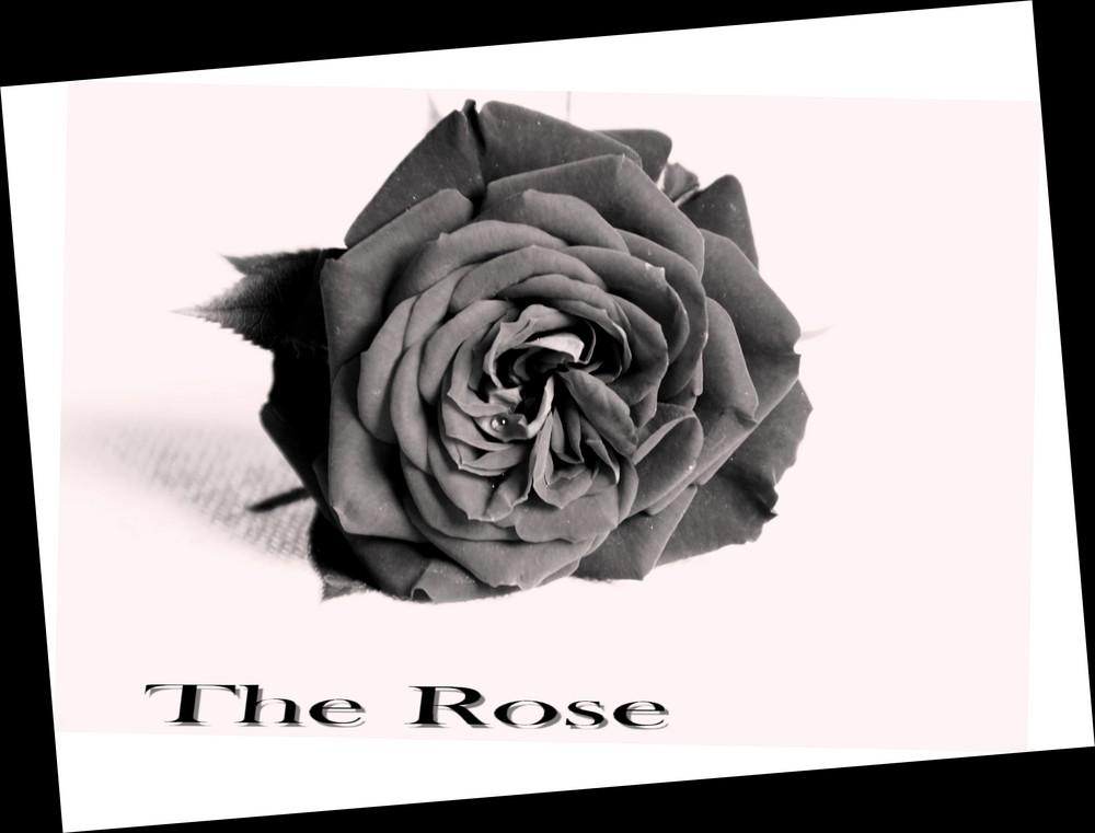 The Rose