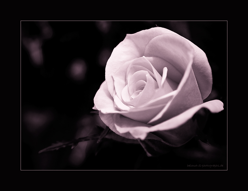 ~ the rose ~