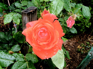The rose after the rain