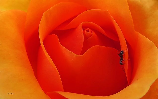 The Rose and the Ant