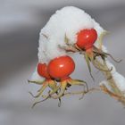 The rose bears on winter