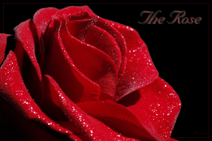 The Rose