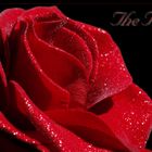 The Rose