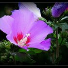 The "Rose-of-Sharon" ...