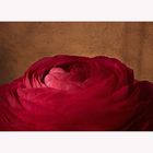 The rose of spring - Ranunculus asiaticus....