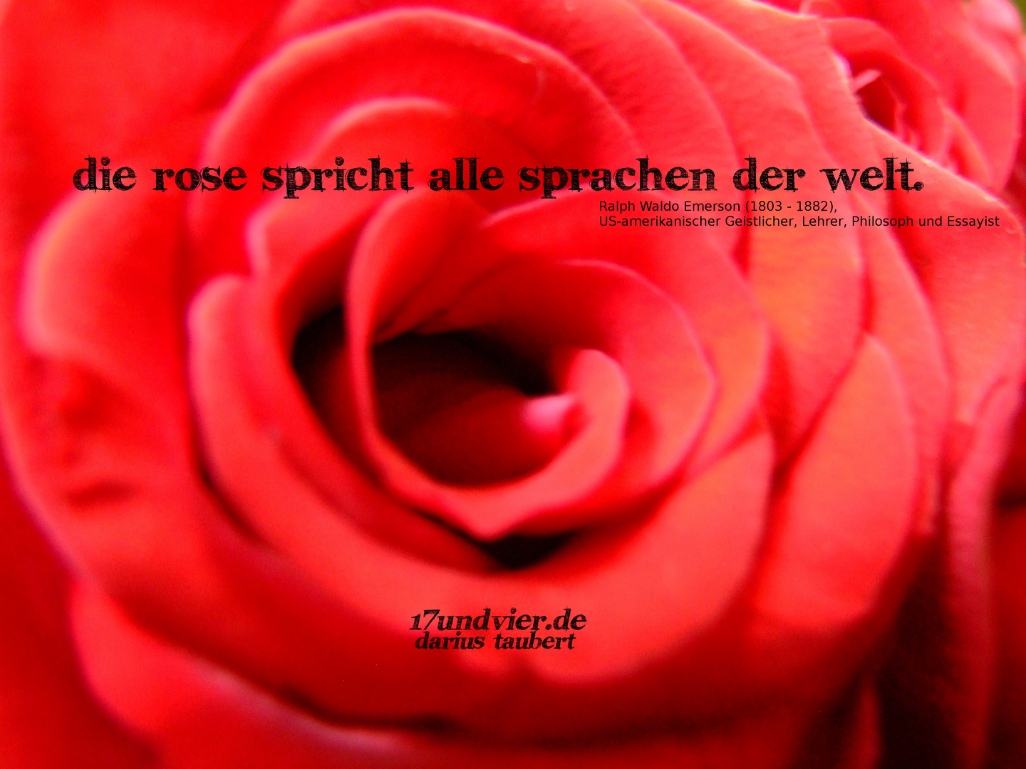 The Rose speaks all languages of the world