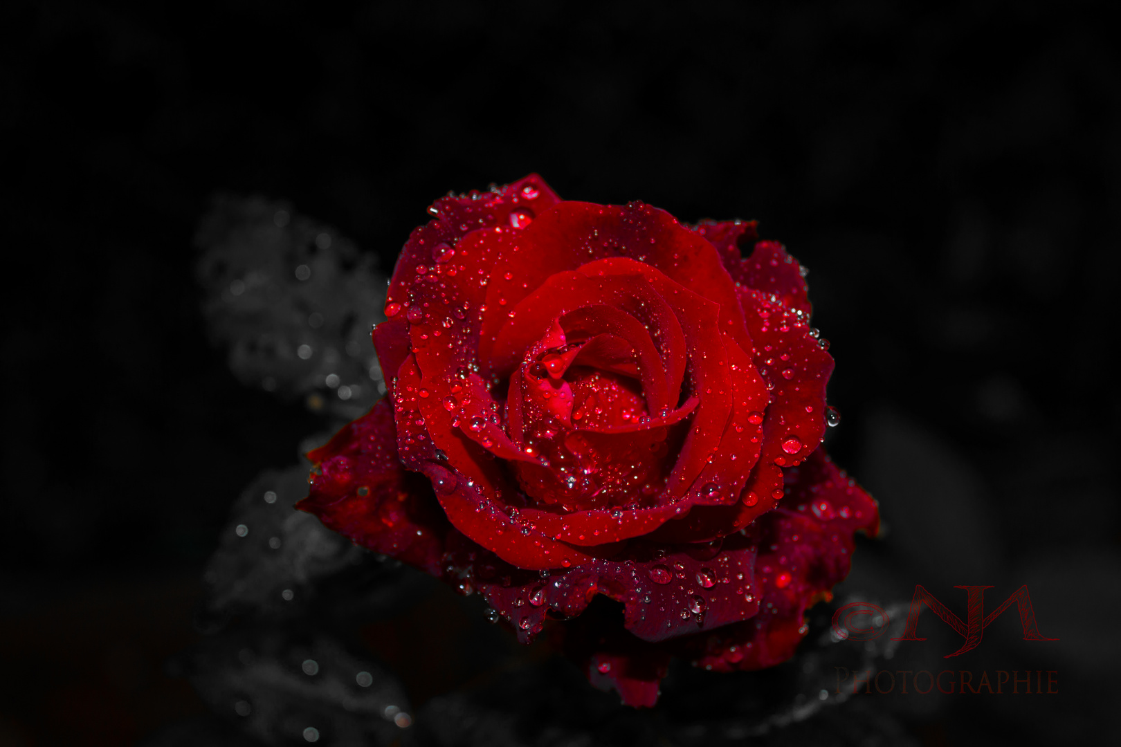 The Rose1