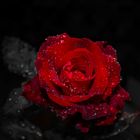 The Rose1