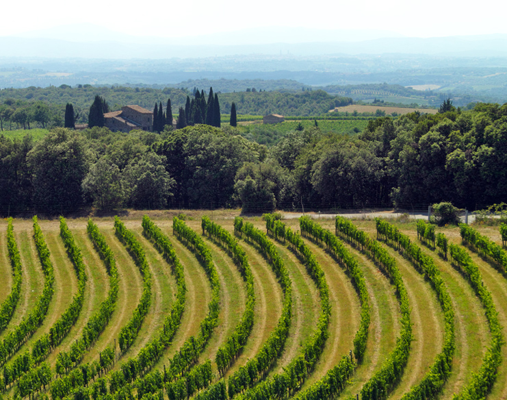 the round vineyard