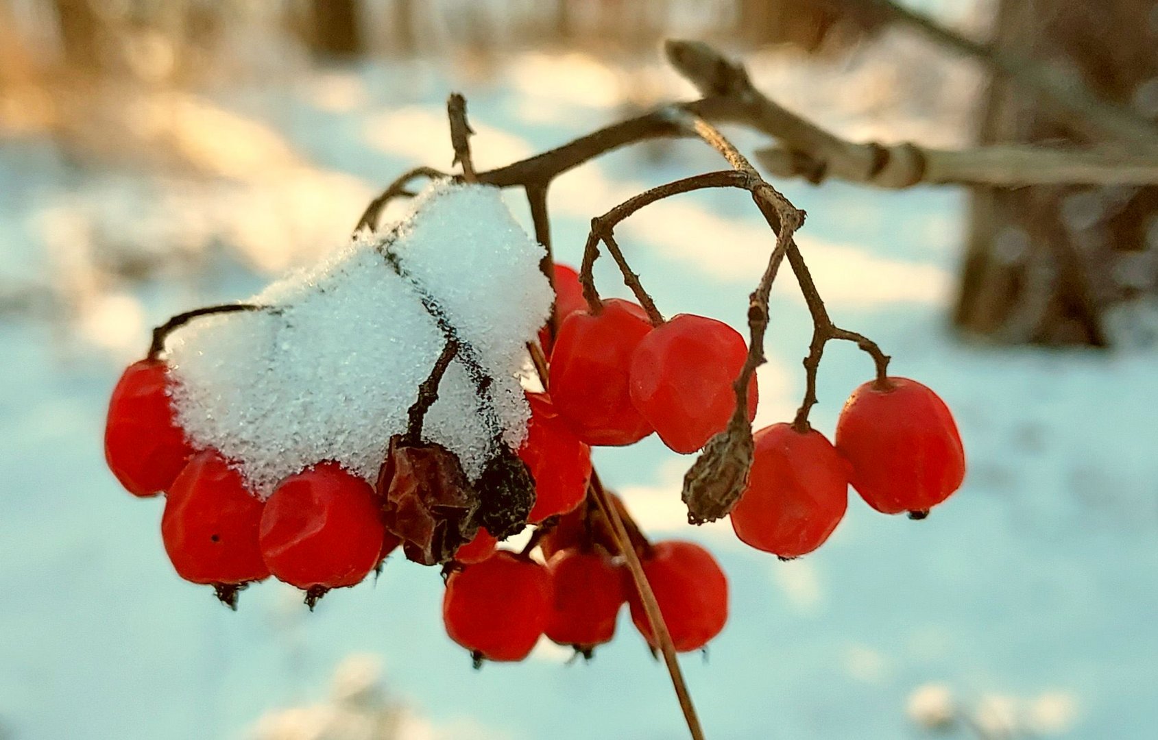 The rowan berry in winter