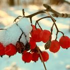 The rowan berry in winter