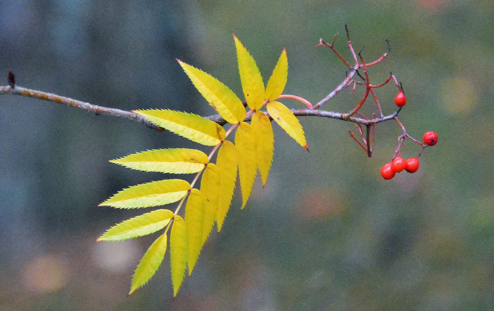 The rowan leaf and berry´s