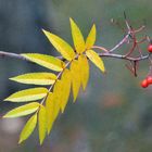 The rowan leaf and berry´s