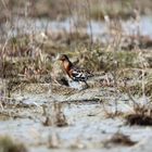 The ruff (Calidris pugnax)