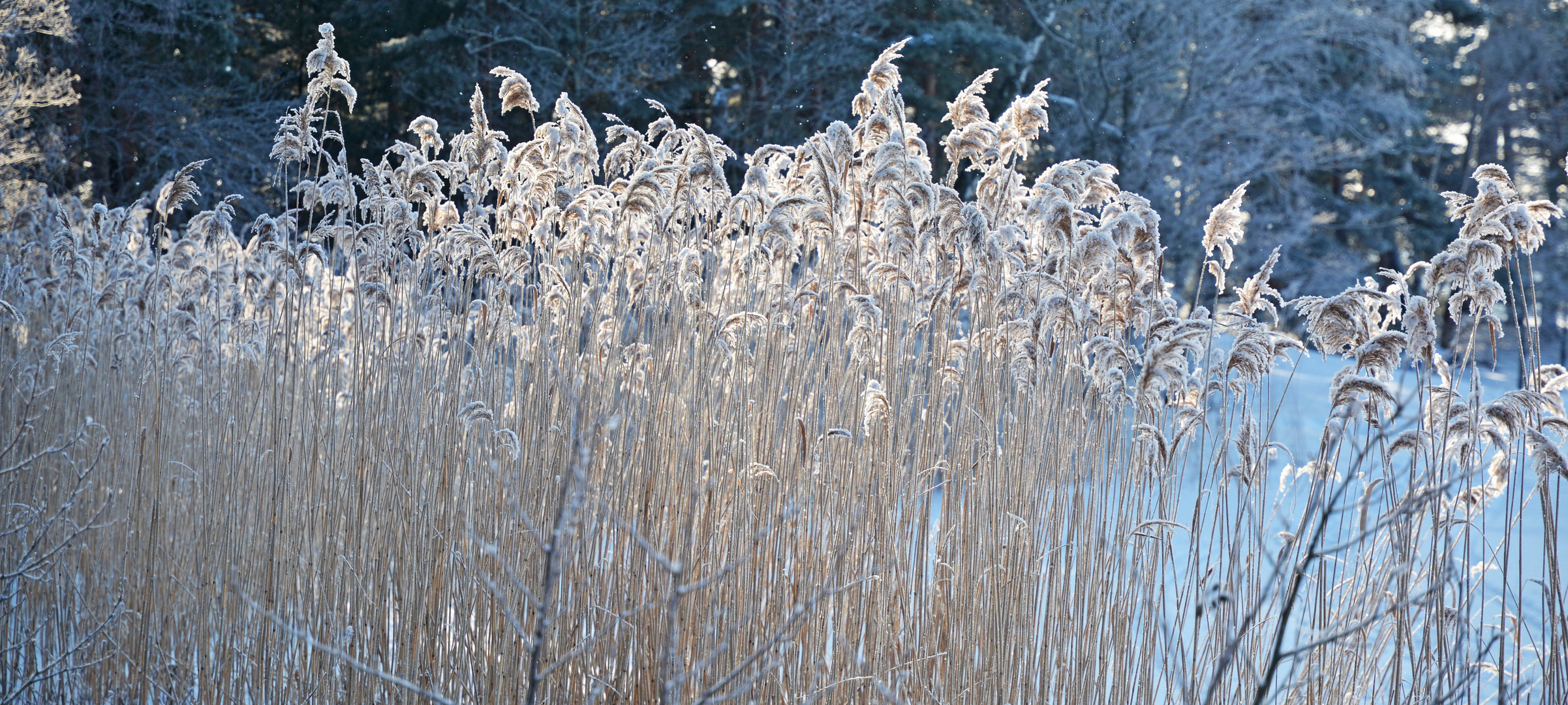 The rushes against light