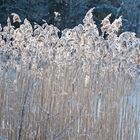 The rushes against light