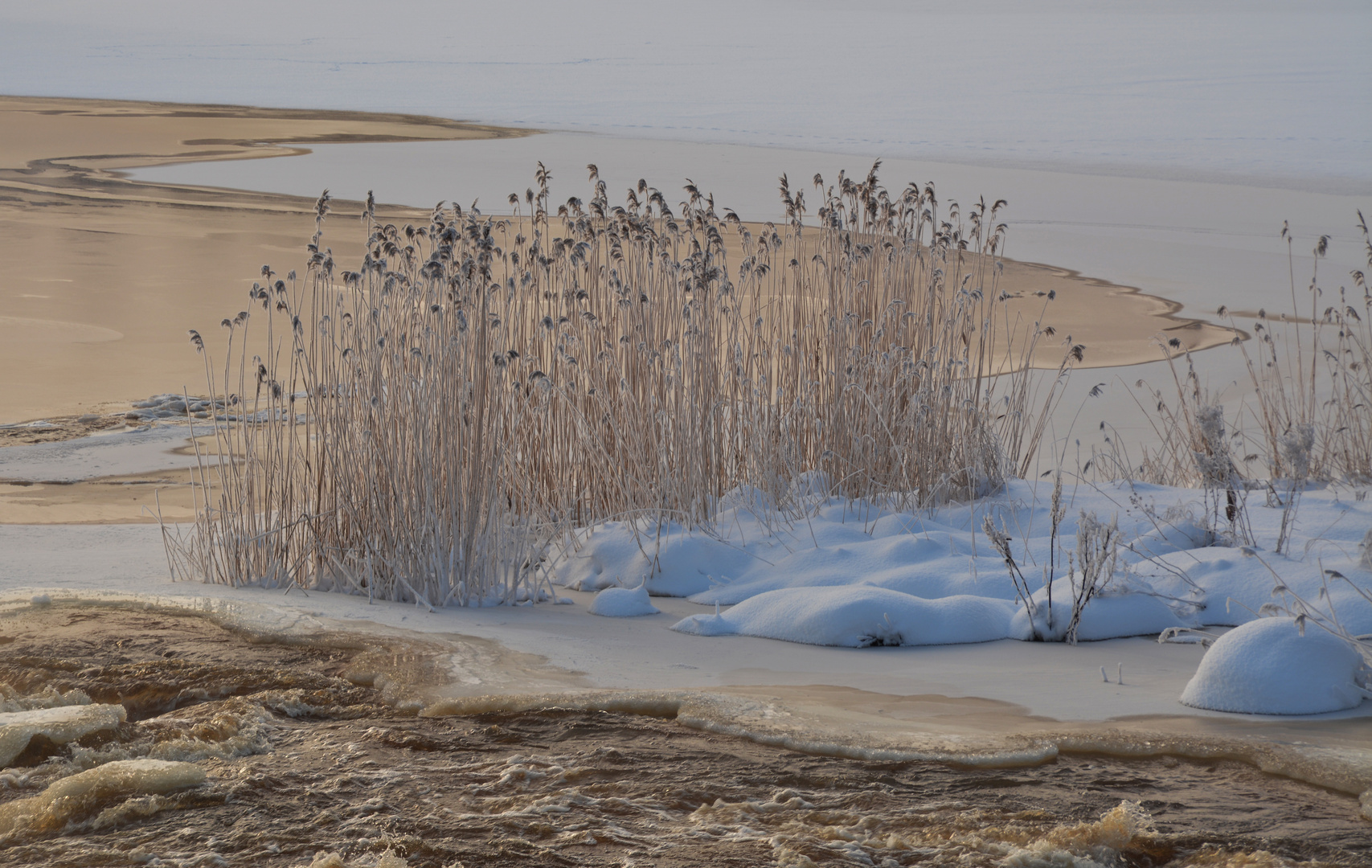 The rushes on winter