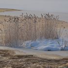 The rushes on winter