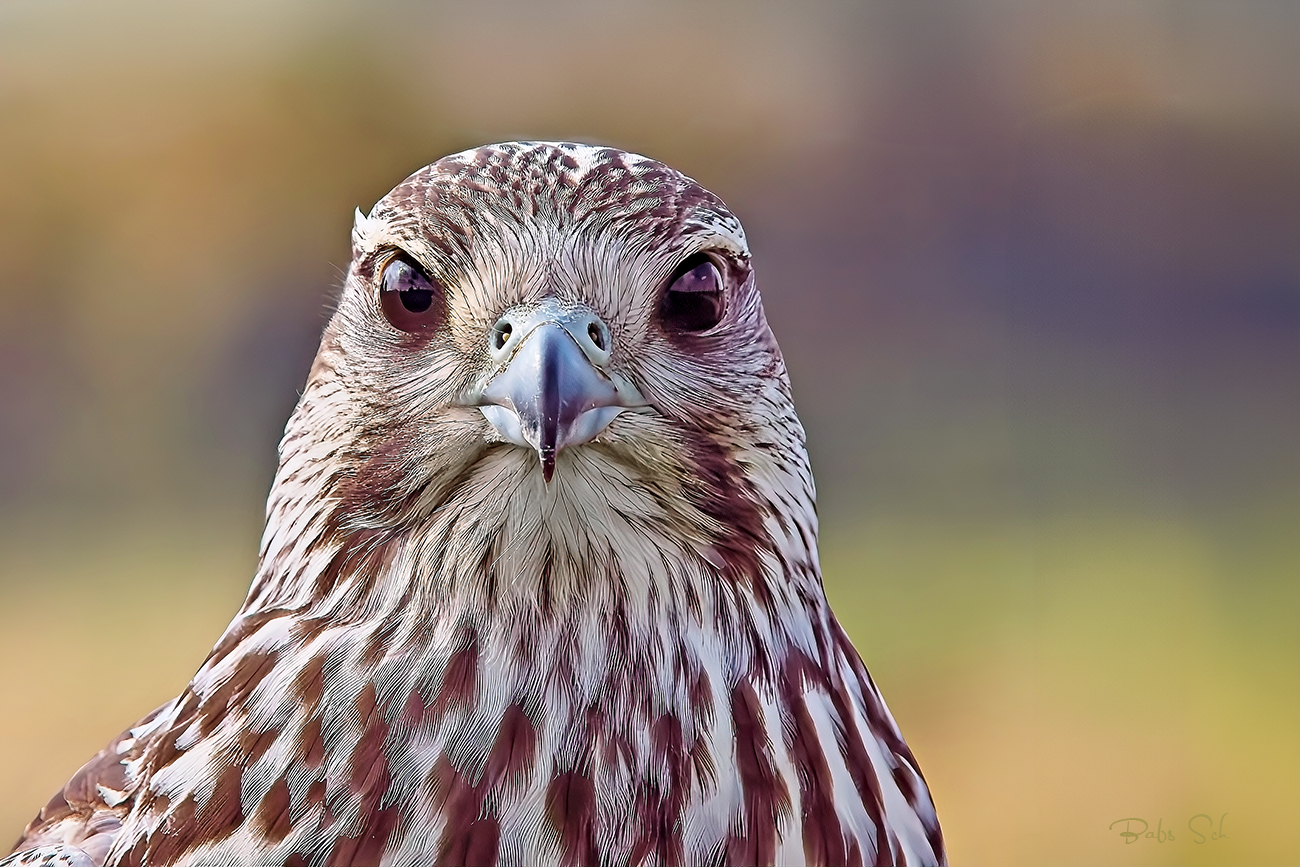 The Saker Falcon 