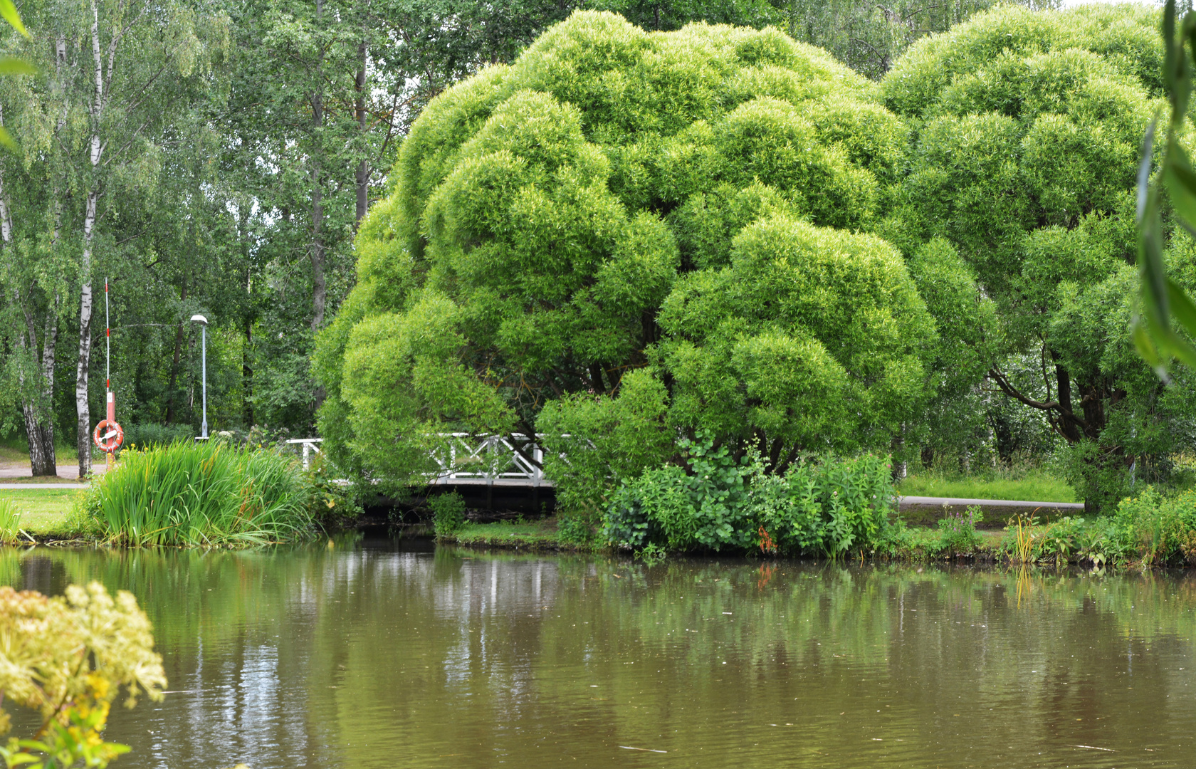 The Salix euxina ’Bullata