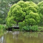 The Salix euxina ’Bullata