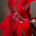 The same red geranium after 4 days