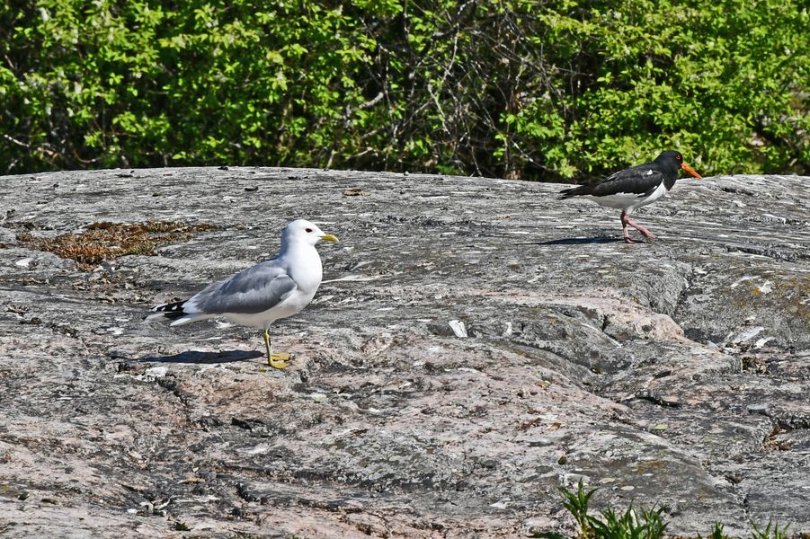 The sea gull and sea ??magpie