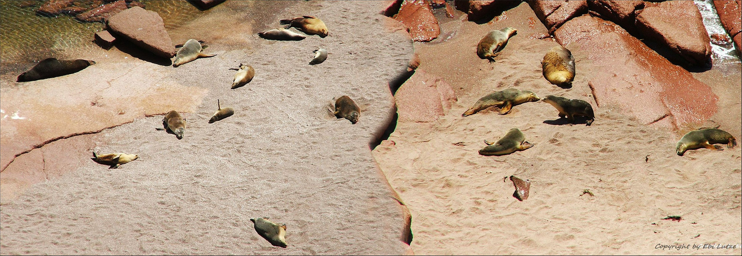 * The Sea Lions of Point Labatt / 50 mtr. below *