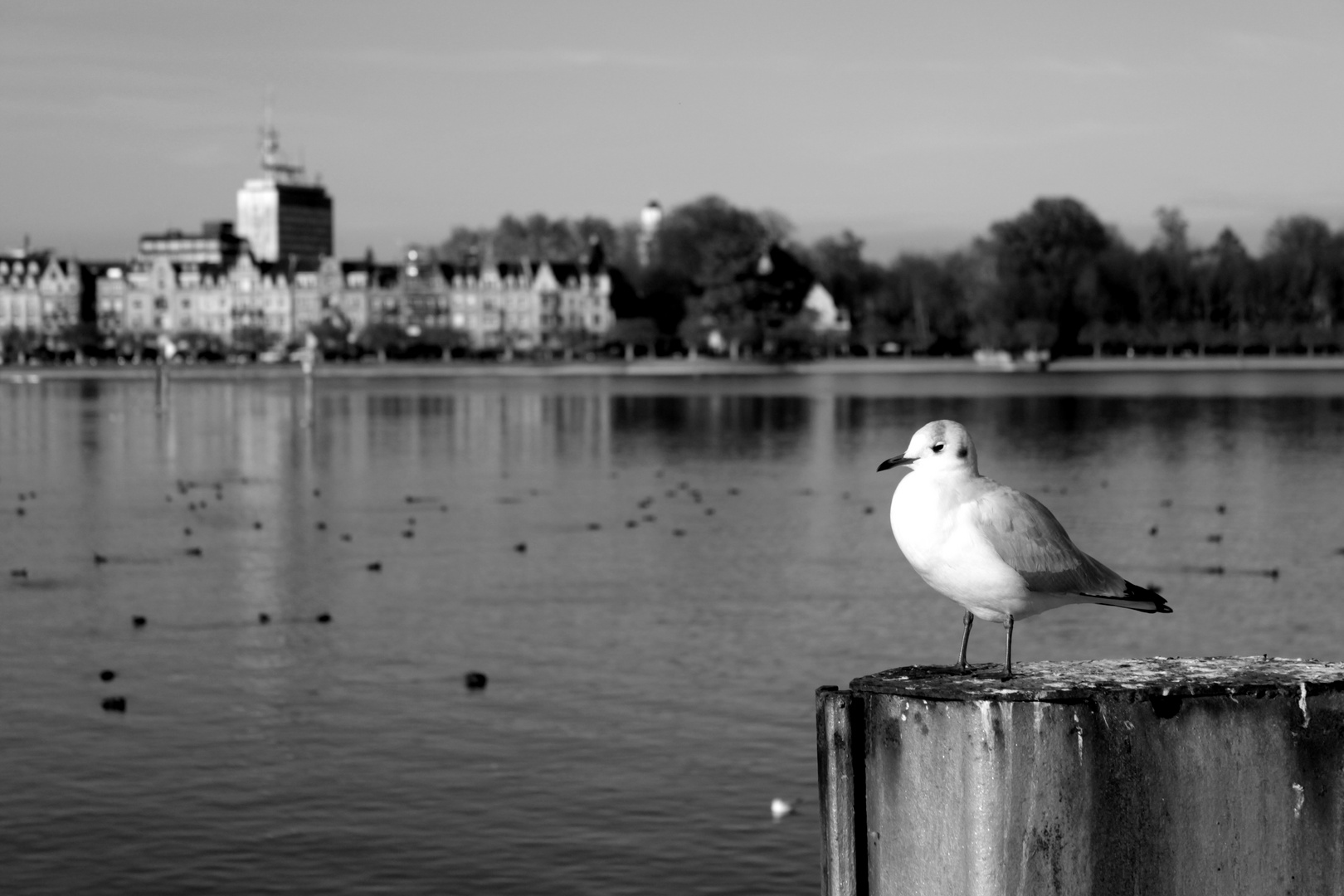 The seagull