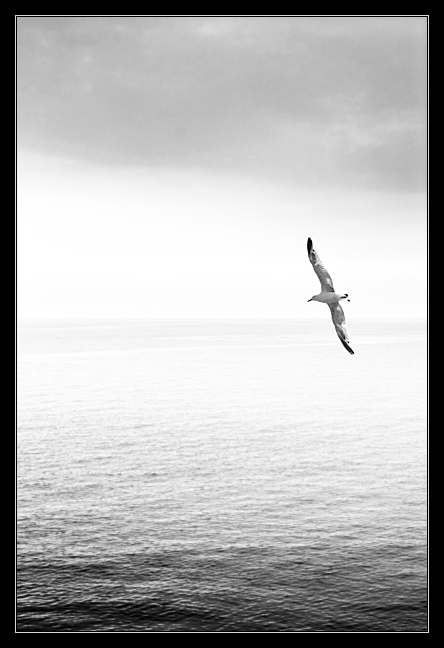 The Seagull