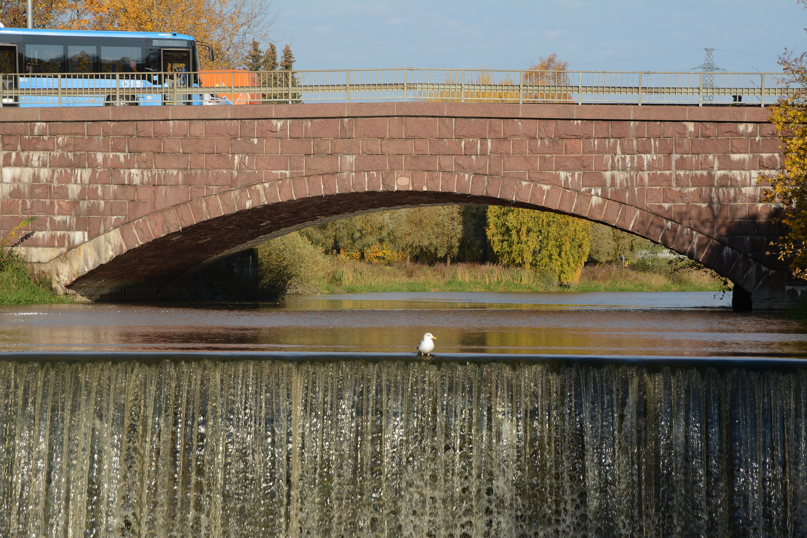 The seagull on the dam