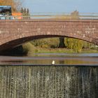 The seagull on the dam