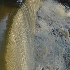 The seagull on the dam